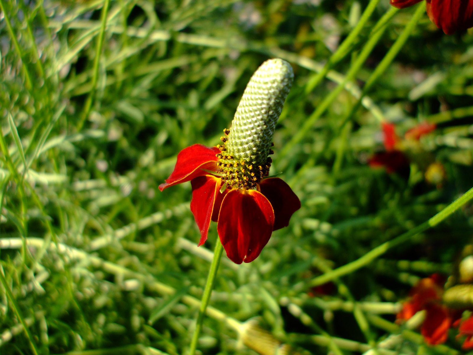 Ratibida columnifera